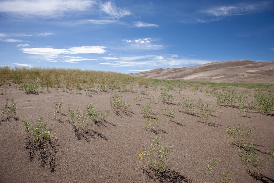 2024 Ramble Dunes photo
